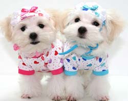 dog-clothing