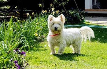 West Highland Terrier